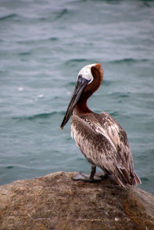 pelican, wild bird Wallpaper 3880x5820