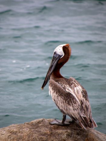 pelican, wild bird Wallpaper 1668x2224