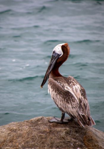 pelican, wild bird Wallpaper 1668x2388