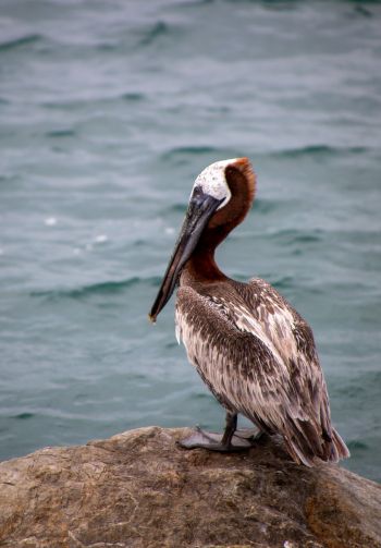 pelican, wild bird Wallpaper 1640x2360