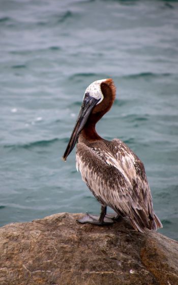 pelican, wild bird Wallpaper 1752x2800