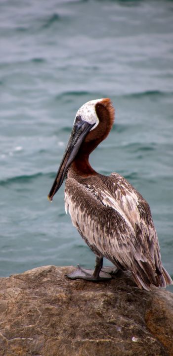 pelican, wild bird Wallpaper 1080x2220