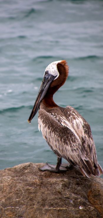 pelican, wild bird Wallpaper 1080x2280