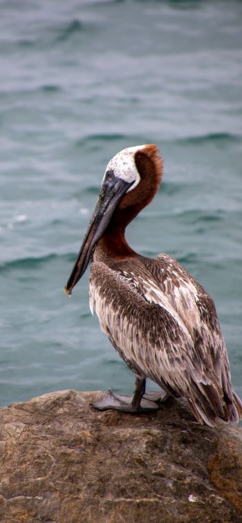 pelican, wild bird Wallpaper 1284x2778