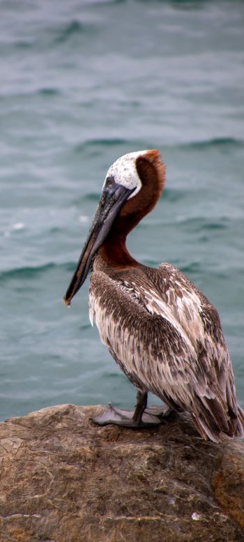 pelican, wild bird Wallpaper 1080x2400