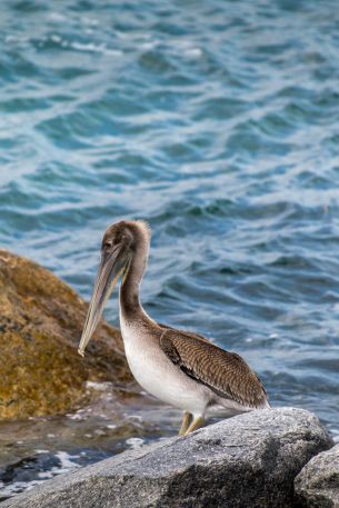 pelican, bird, sea Wallpaper 3879x5819