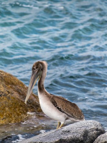 pelican, bird, sea Wallpaper 1668x2224