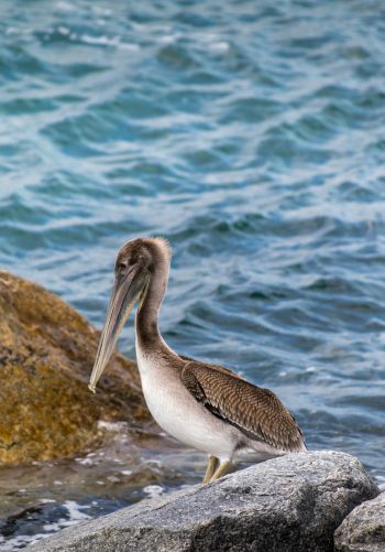pelican, bird, sea Wallpaper 1668x2388