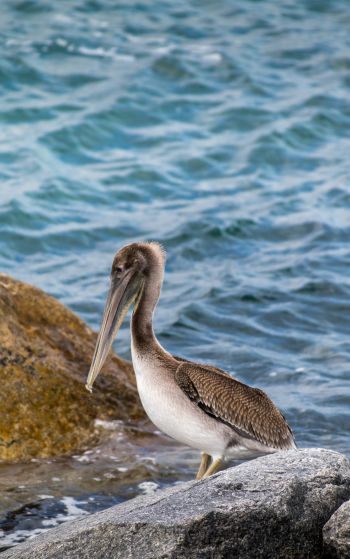 pelican, bird, sea Wallpaper 1752x2800