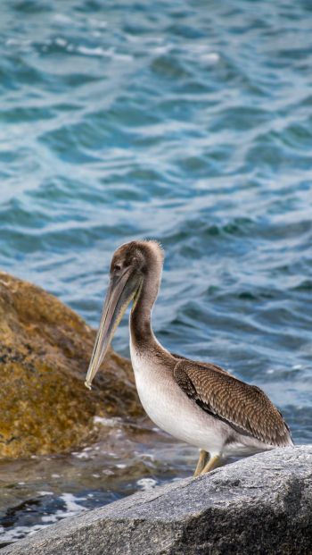 pelican, bird, sea Wallpaper 640x1136