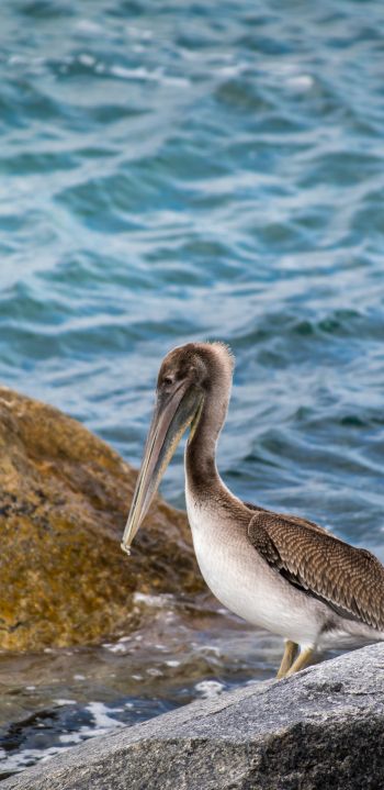 pelican, bird, sea Wallpaper 1080x2220