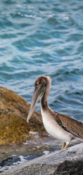 pelican, bird, sea Wallpaper 720x1520