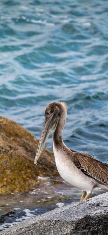 pelican, bird, sea Wallpaper 1242x2688