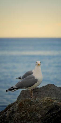 Rockport, Massachusetts, USA, seagull Wallpaper 720x1440