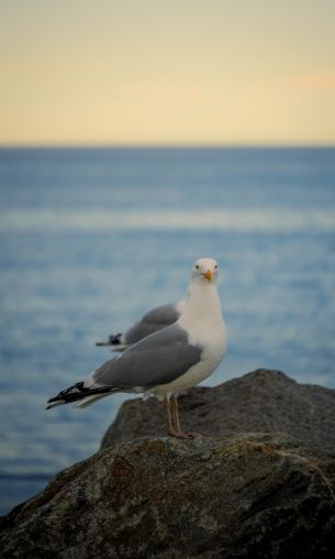 Rockport, Massachusetts, USA, seagull Wallpaper 1200x2000