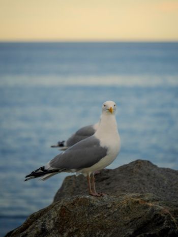 Rockport, Massachusetts, USA, seagull Wallpaper 1620x2160