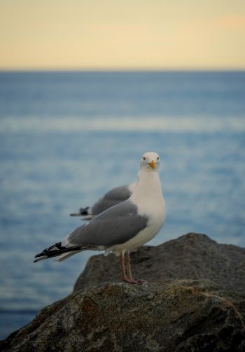 Rockport, Massachusetts, USA, seagull Wallpaper 1640x2360