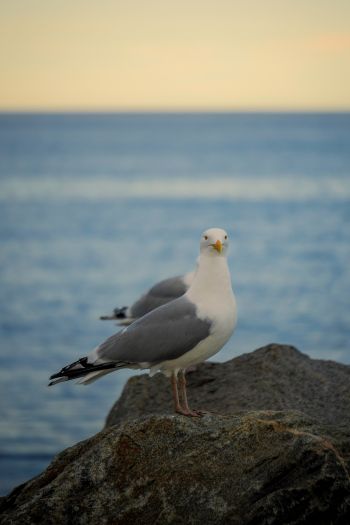 Rockport, Massachusetts, USA, seagull Wallpaper 640x960