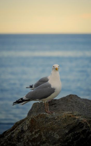 Rockport, Massachusetts, USA, seagull Wallpaper 1600x2560