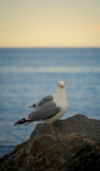 Rockport, Massachusetts, USA, seagull Wallpaper 600x1024