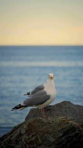 Rockport, Massachusetts, USA, seagull Wallpaper 1440x2560