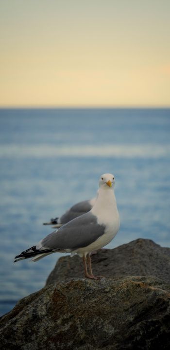 Rockport, Massachusetts, USA, seagull Wallpaper 1080x2220