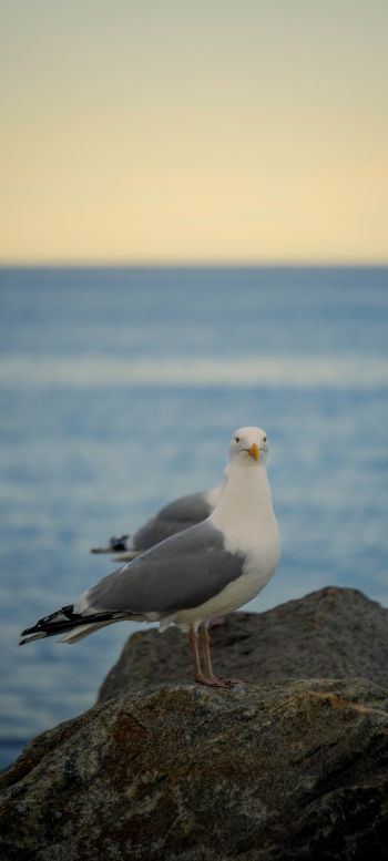 Rockport, Massachusetts, USA, seagull Wallpaper 1440x3200