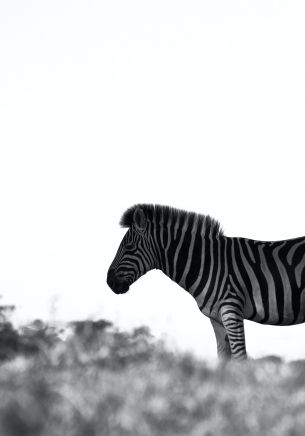 Обои 1668x2388 Африка, зебра, черно-белое фото