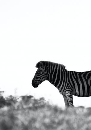 Обои 1640x2360 Африка, зебра, черно-белое фото
