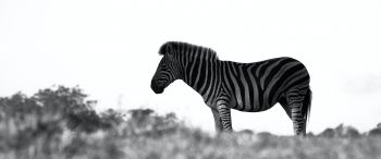 Africa, zebra, black and white photo Wallpaper 3440x1440