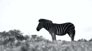 Обои 1600x900 Африка, зебра, черно-белое фото