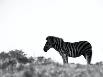 Обои 800x600 Африка, зебра, черно-белое фото