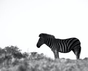 Обои 1280x1024 Африка, зебра, черно-белое фото