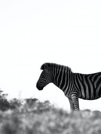 Africa, zebra, black and white photo Wallpaper 2048x2732