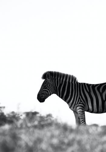 Africa, zebra, black and white photo Wallpaper 1640x2360