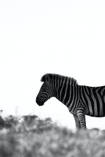 Africa, zebra, black and white photo Wallpaper 640x960