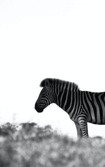 Africa, zebra, black and white photo Wallpaper 1752x2800
