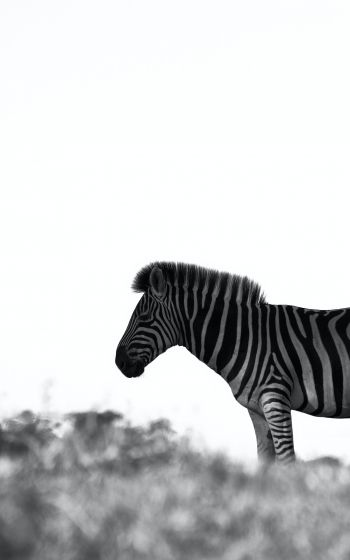 Africa, zebra, black and white photo Wallpaper 1600x2560