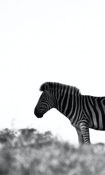 Africa, zebra, black and white photo Wallpaper 1200x2000