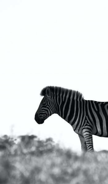 Africa, zebra, black and white photo Wallpaper 600x1024