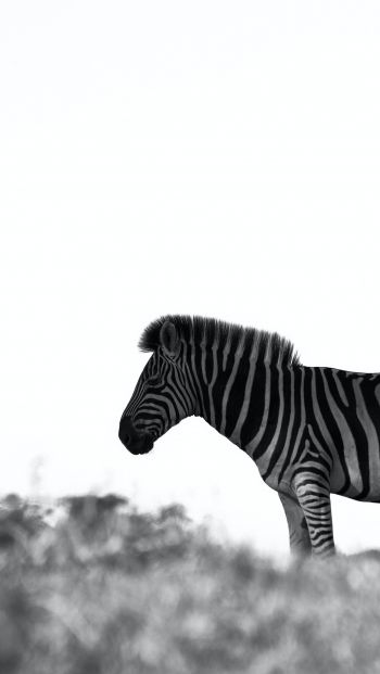 Обои 640x1136 Африка, зебра, черно-белое фото