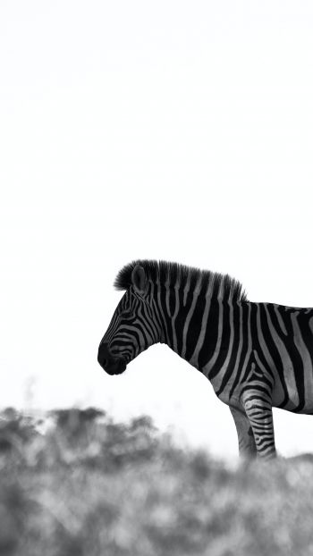 Africa, zebra, black and white photo Wallpaper 1440x2560