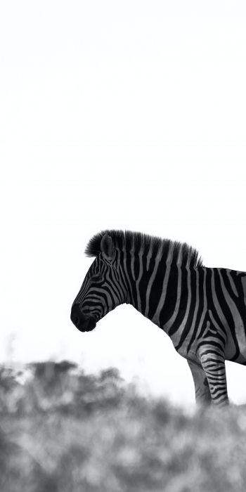 Africa, zebra, black and white photo Wallpaper 720x1440