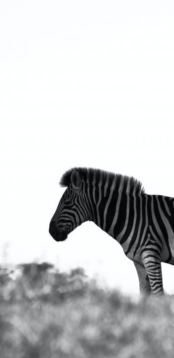 Africa, zebra, black and white photo Wallpaper 1440x2960