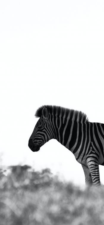 Africa, zebra, black and white photo Wallpaper 1284x2778