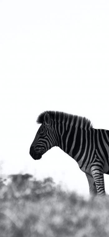 Africa, zebra, black and white photo Wallpaper 1080x2340