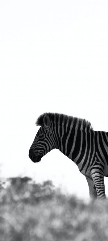 Обои 1440x3200 Африка, зебра, черно-белое фото