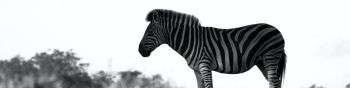 Обои 1590x400 Африка, зебра, черно-белое фото