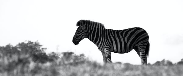 Обои 3440x1440 Африка, зебра, черно-белое фото
