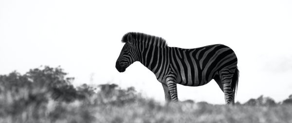 Обои 2560x1080 Африка, зебра, черно-белое фото